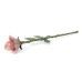 Pink Rose Keepsake w/ Velvet Box