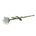 White Rose Keepsake w/ Velvet Box White Rose Keepsake w/ Velvet Box